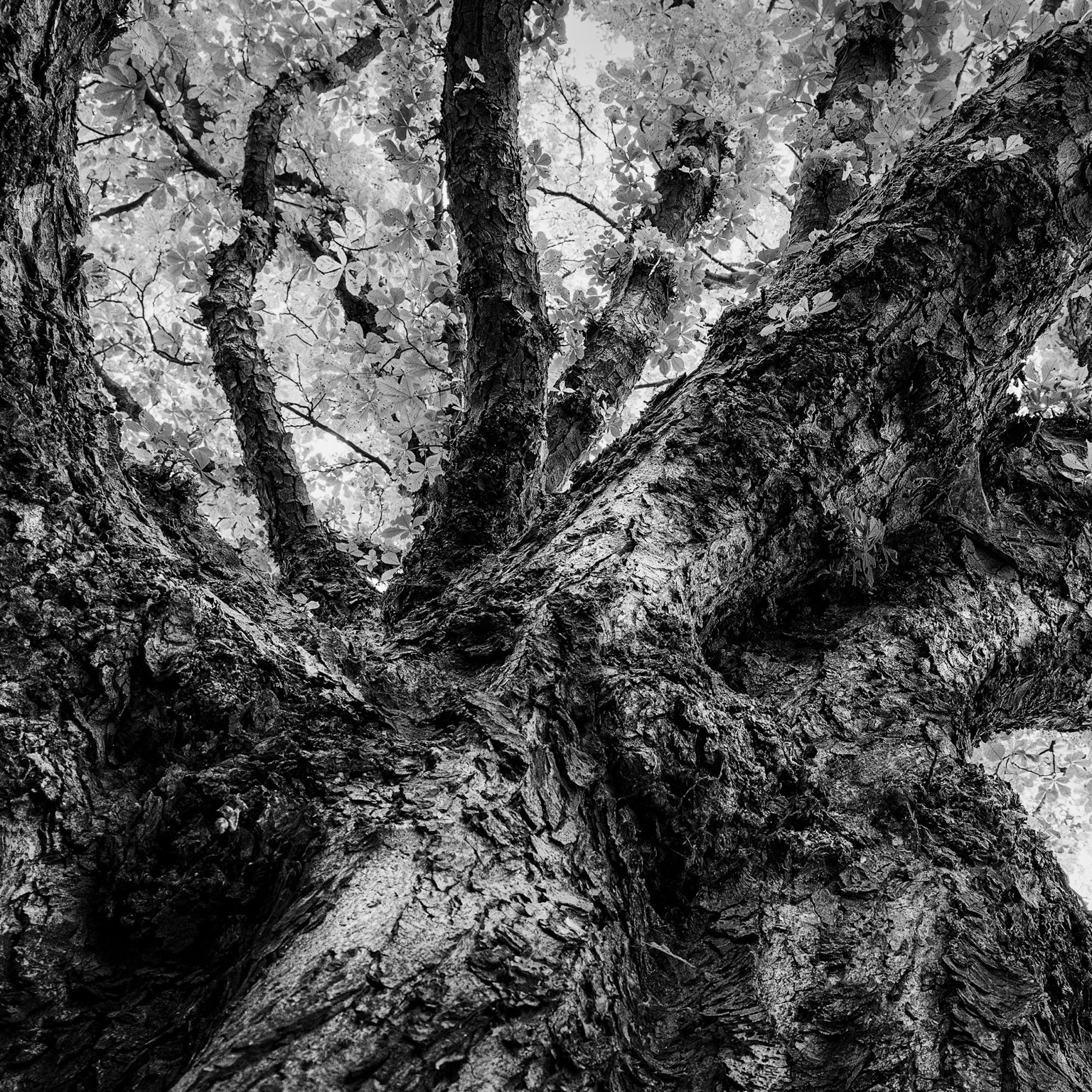 Baum in Infrarot
